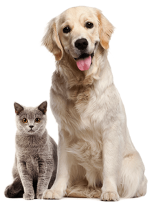 pets-about-free-img.png