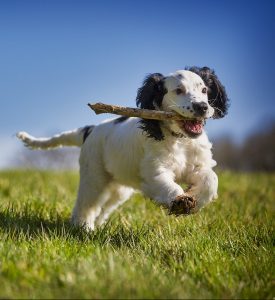 fetch, stick, puppy